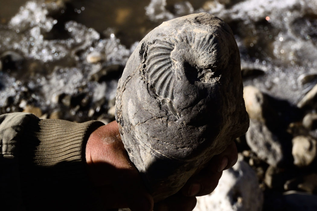 The Kali Ghandaki is literally littered with fossil ammonites and squid.