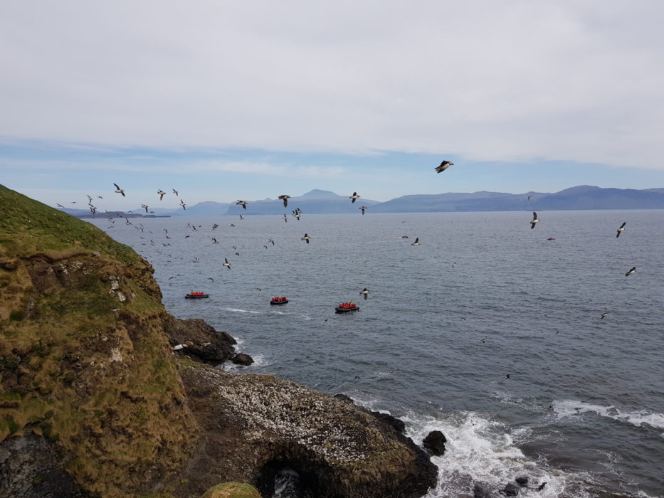 A puffin fly-past