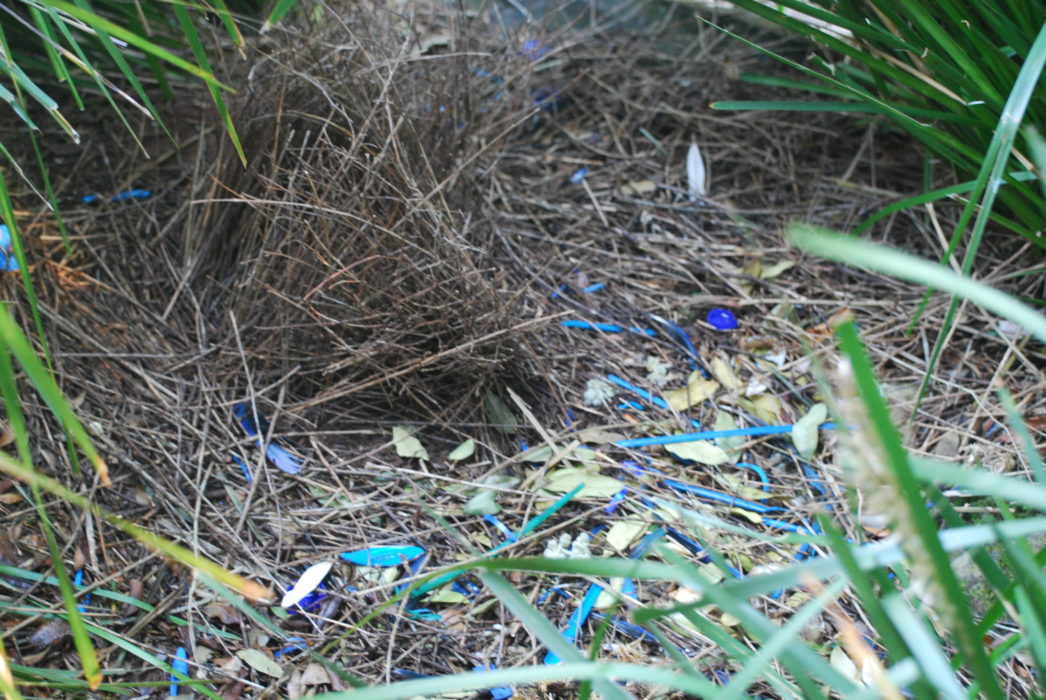 The bower of a male satin bowerbird, a rainforest specialist which attracts females by decorating the bower and its approaches with a variety of mainly blue objects