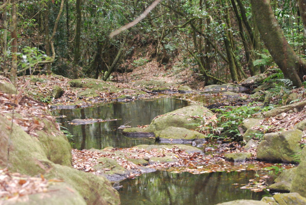 Yerralahla, the Blue Pool, the highlight of one of the most attractive stretches of West Canungra Creek