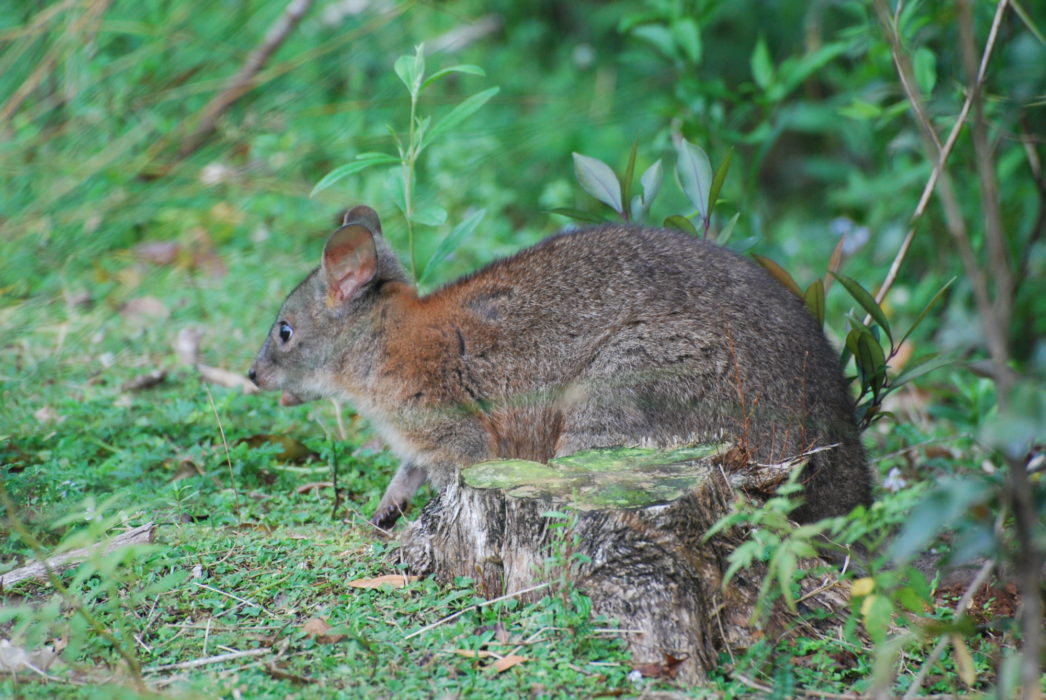 Red-necked pademelons are the least elusive of Lamington’s mammals, often browsing on herbs and grasses at the rainforest edge