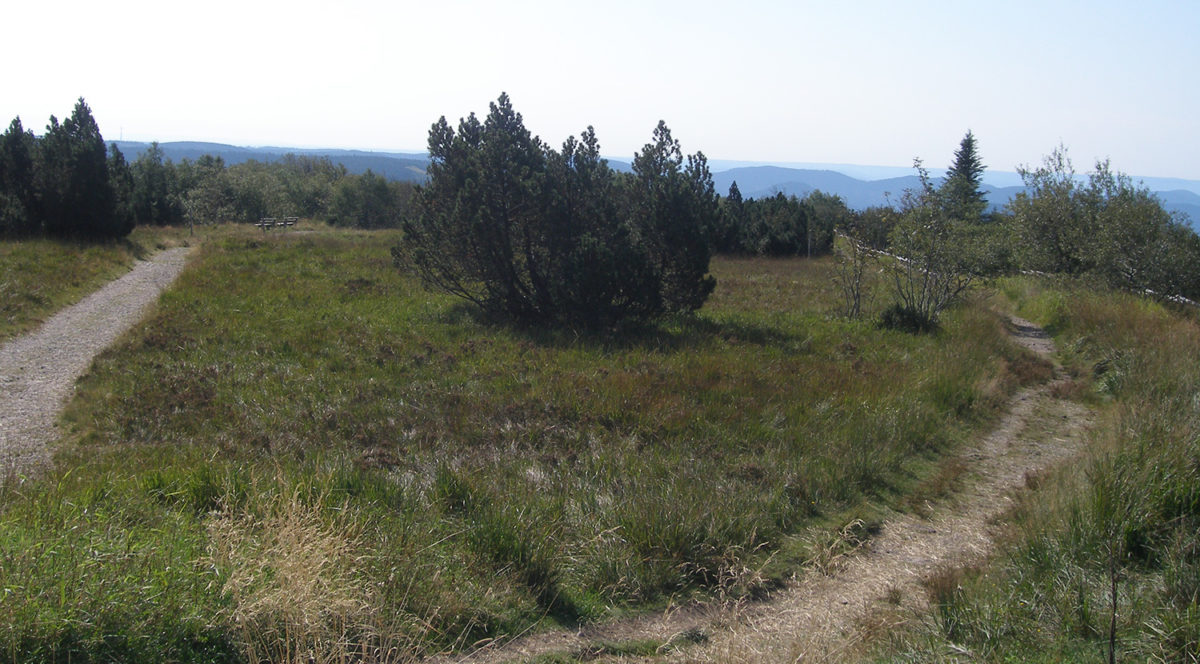 Schliffkopf