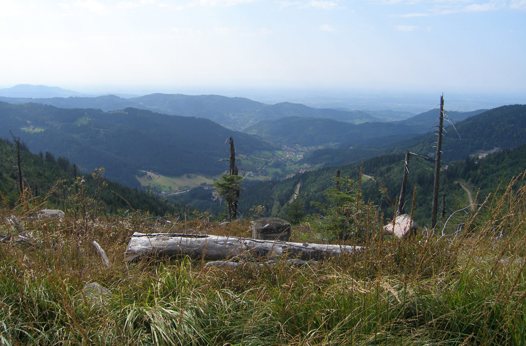 Schwarzkopf