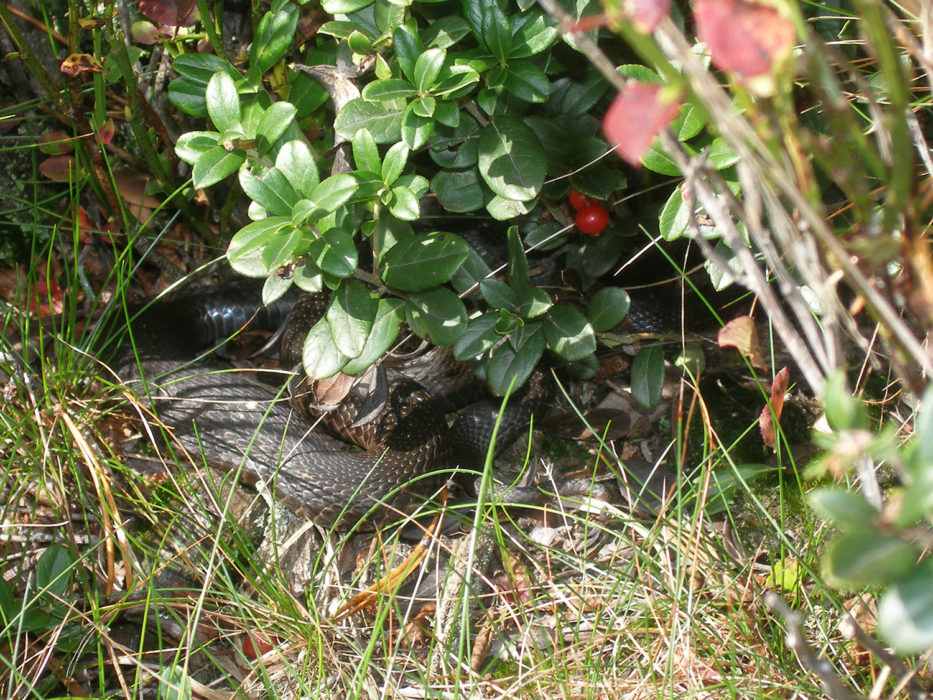 Snake