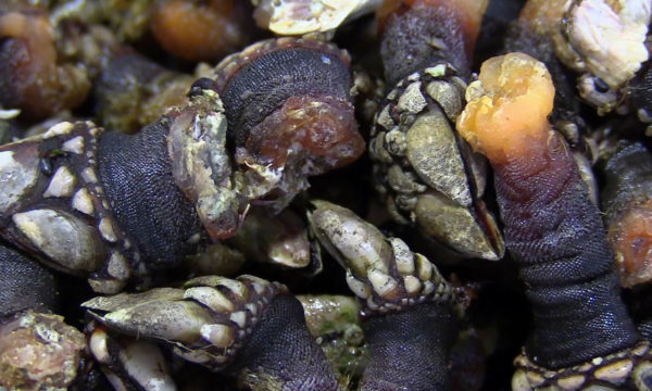 Percebes