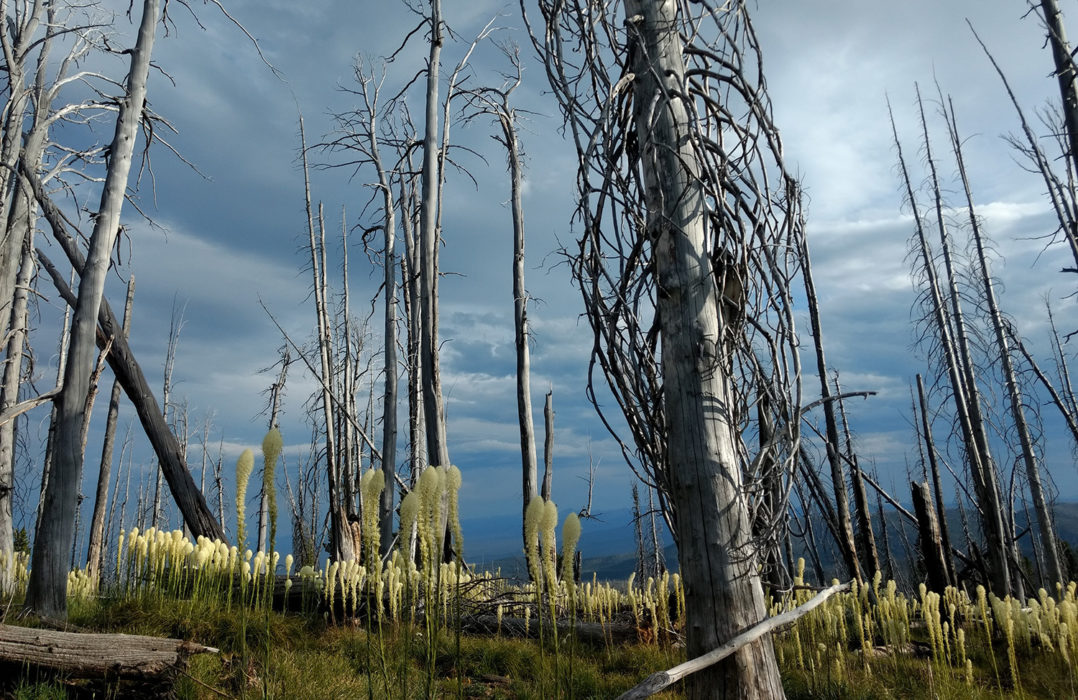 Bear Grass