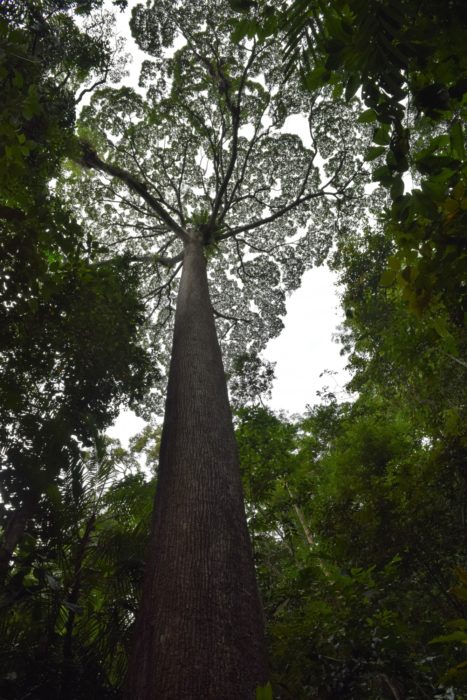 A giant of the lowland rainforest