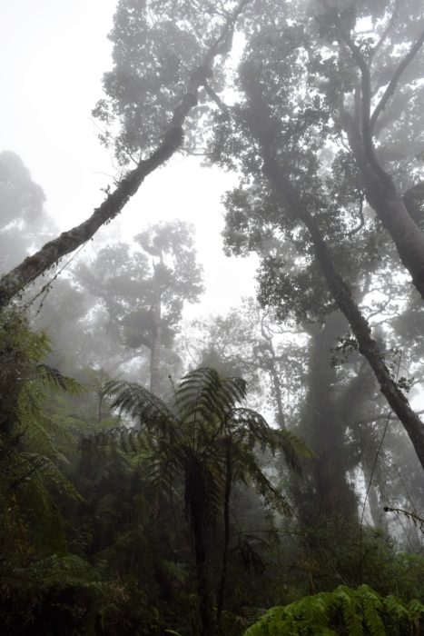 Tree ferns in the mist wreathed montane forest