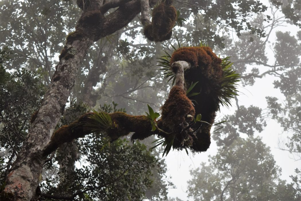 Epiphytic ferns and orchids adorn the mossy trees