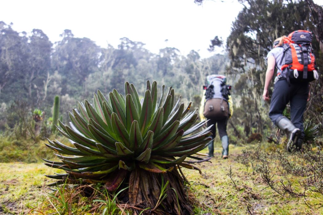 Entering the Heather Rapanea Zone