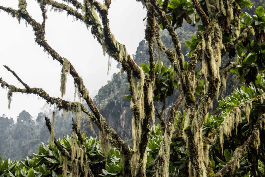 Lichen covered Giant Heather