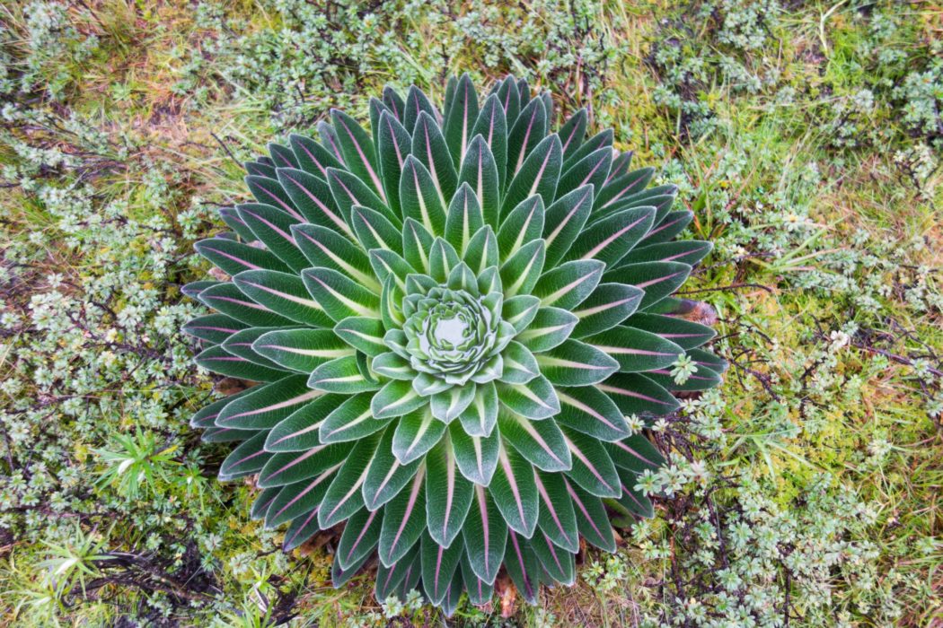 Giant Lobelia