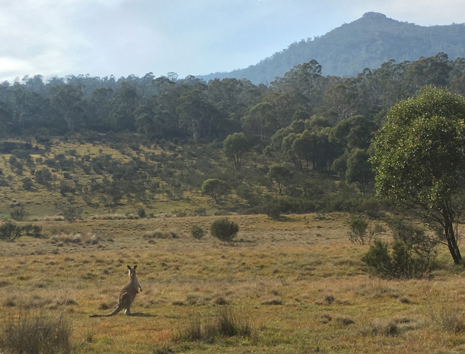 Kangaroo