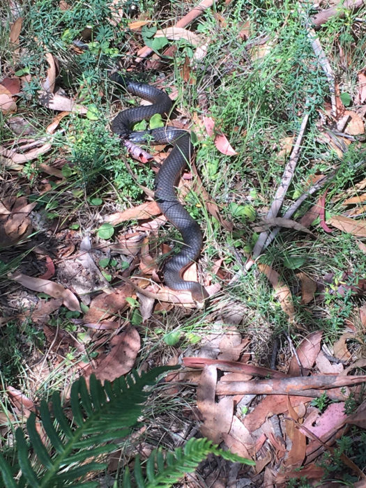 snake