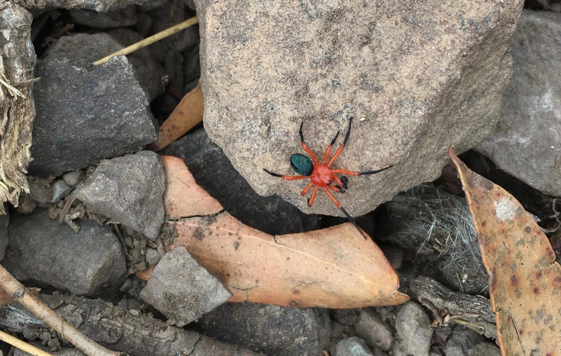 Spider
