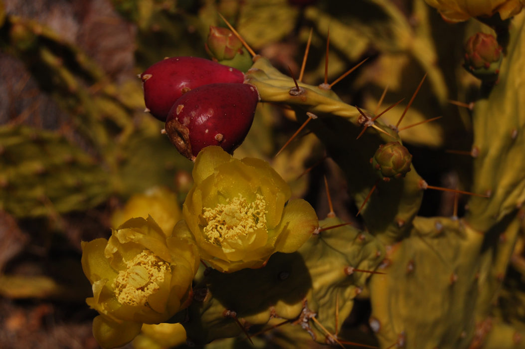 prickly pear