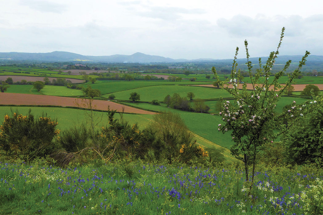 Lyth Hill in blossom. Although it is less than 170m above sea level, Lyth Hill, the first real hill on the walk, offers superb views over the surrounding hills and plains of Shropshire.