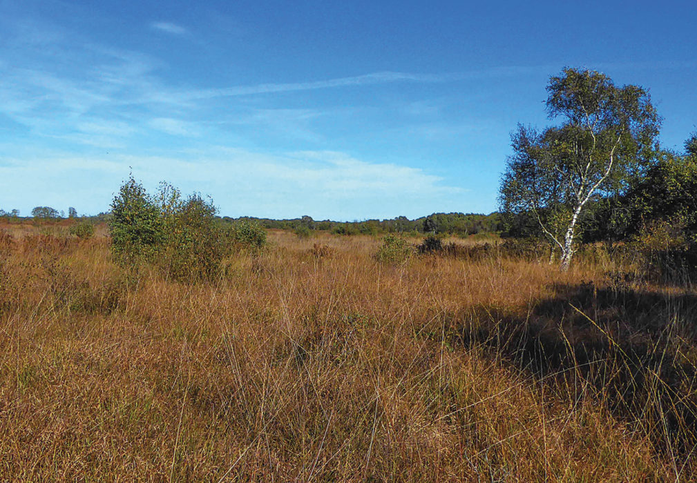 Thriving Whixall Moss, home to water voles, adders and over 600 species of moth and 32 species of butterfly.