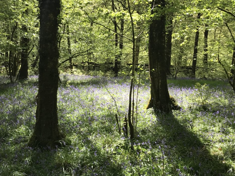 Bluebells near Coniston