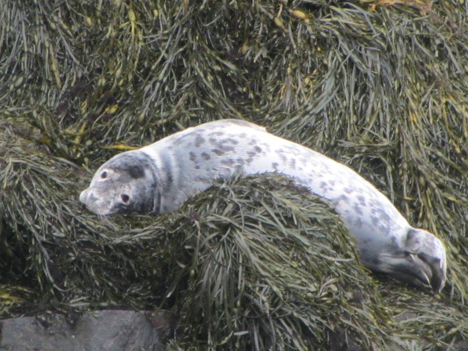 Seal pup