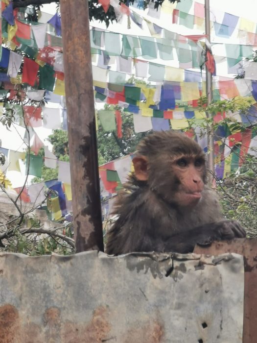 A monkey at Monkey Temple, Kathmandu