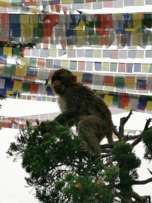 A monkey at Monkey Temple, Kathmandu