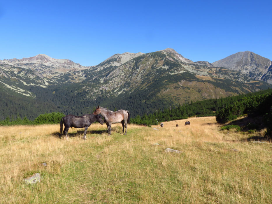 Horses at Plaiul Mic Saddle