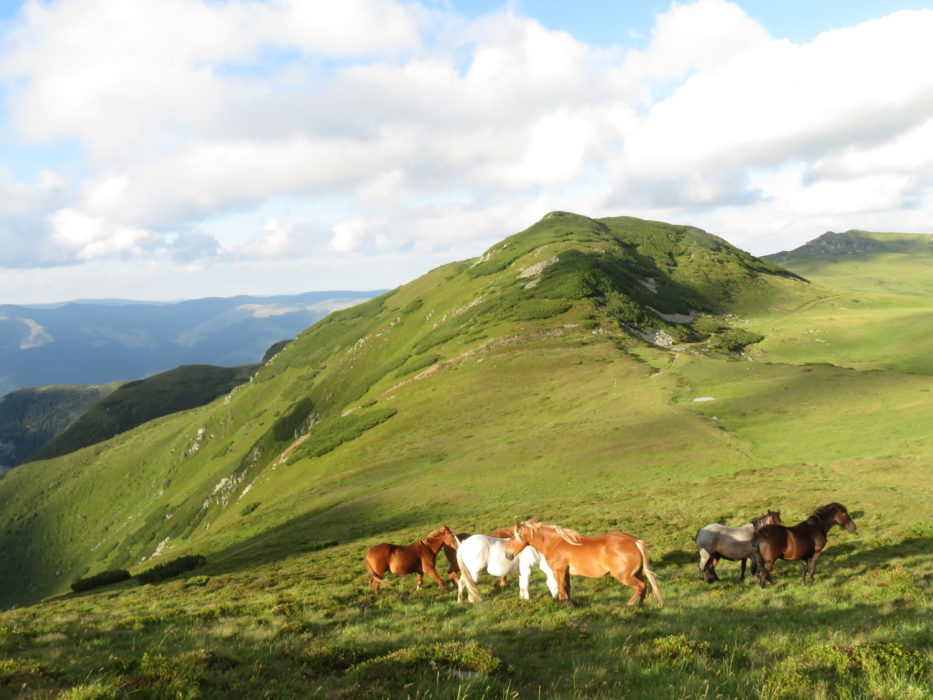 Horses