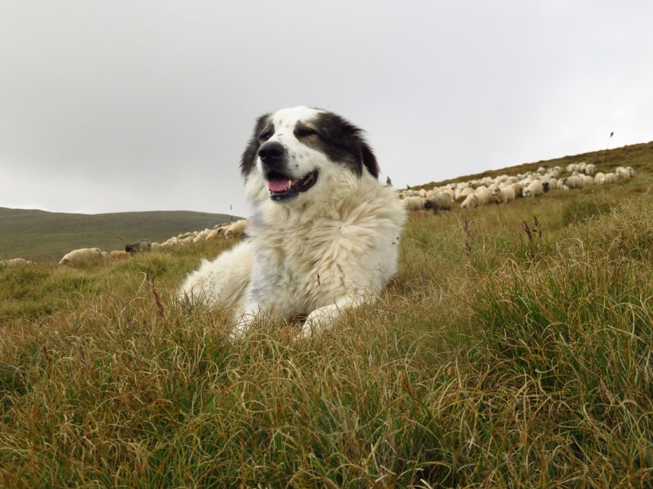 sheepdog