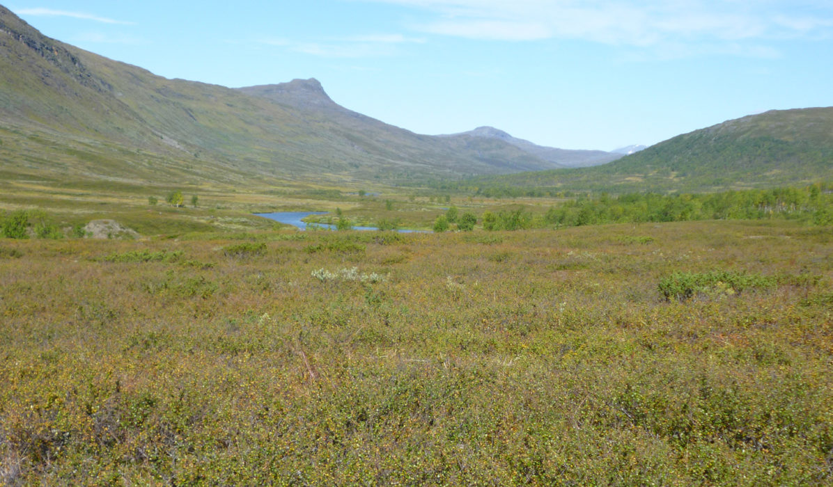 In Padjelanta NP