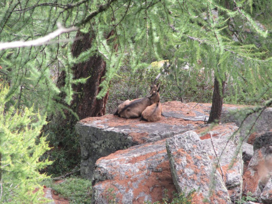 Chamois