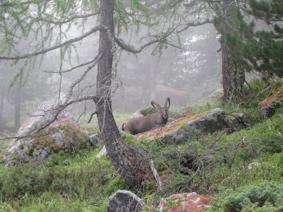 Male ibex