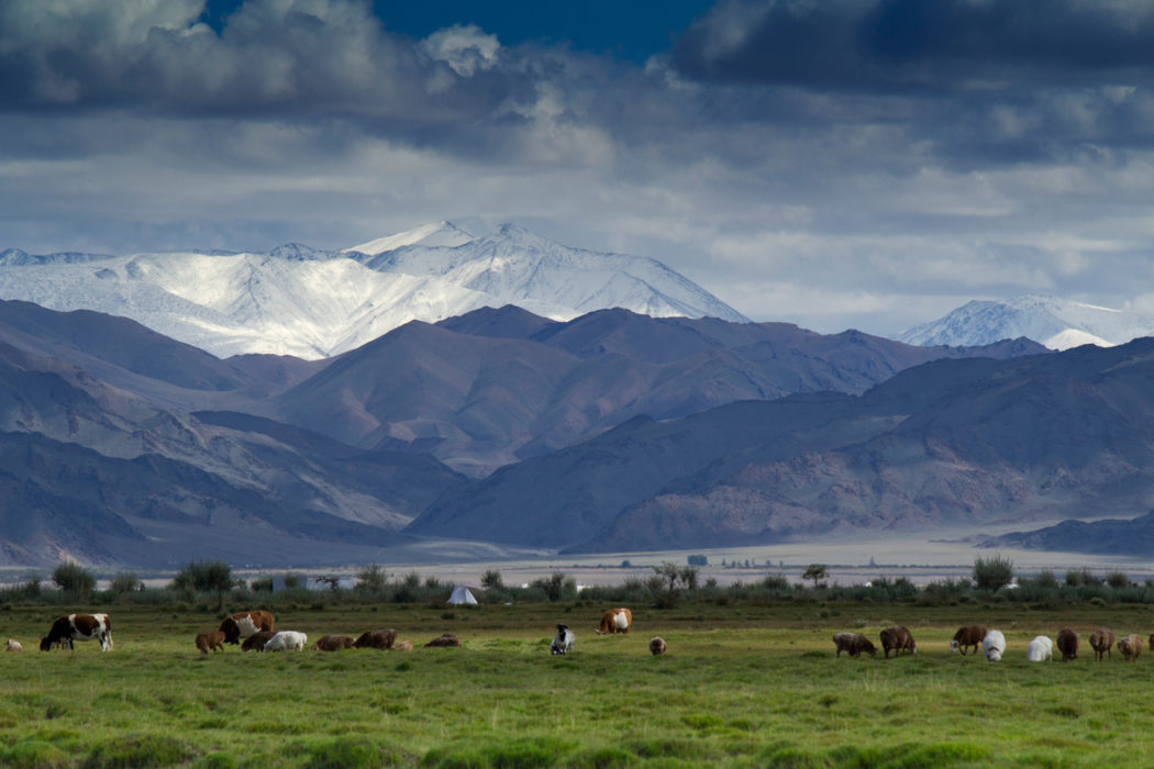 Lowland pastures