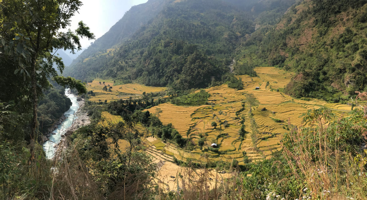 Rice terraces