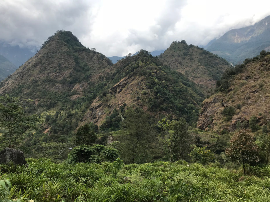 cardamom plantations