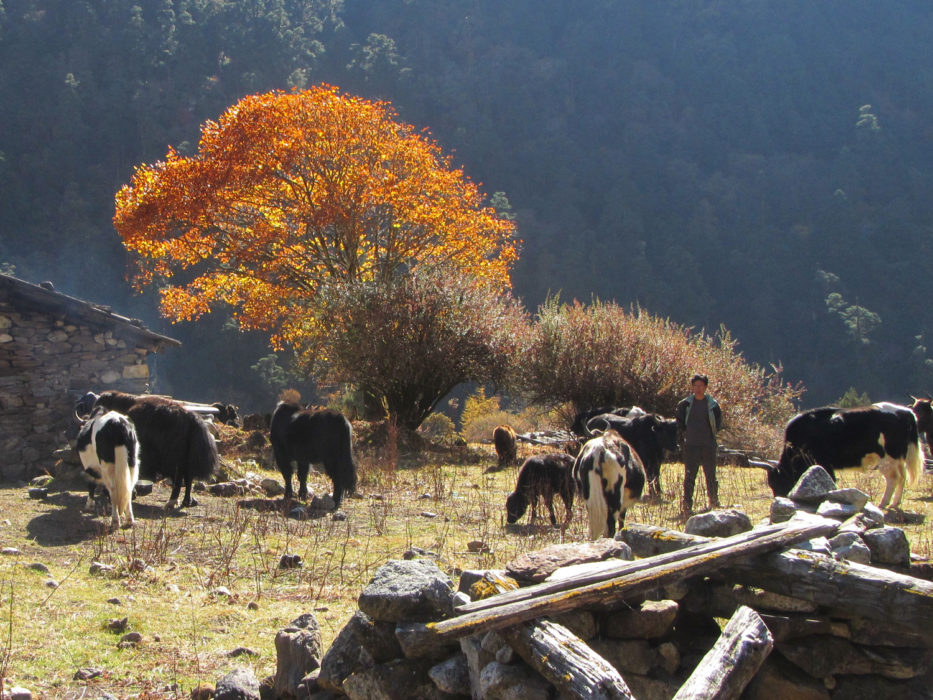 yaks grazing