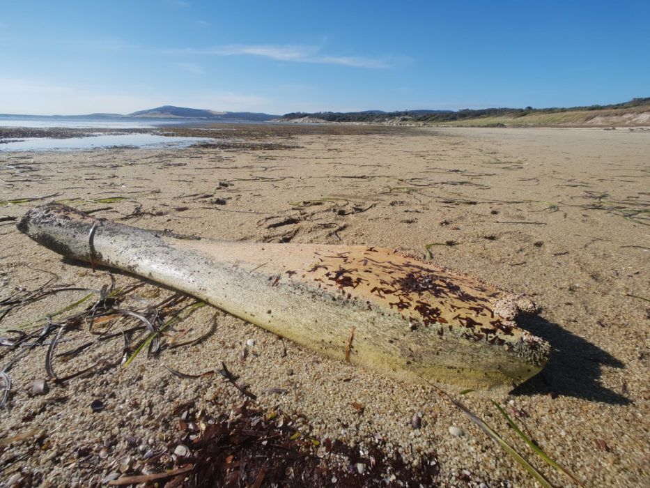 beach debris