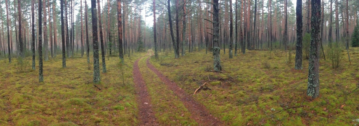 forest near Puvočiai