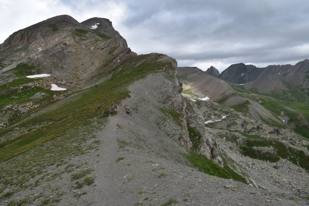 Ibex