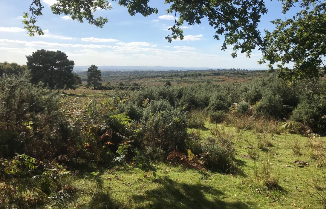 heathland and woodland