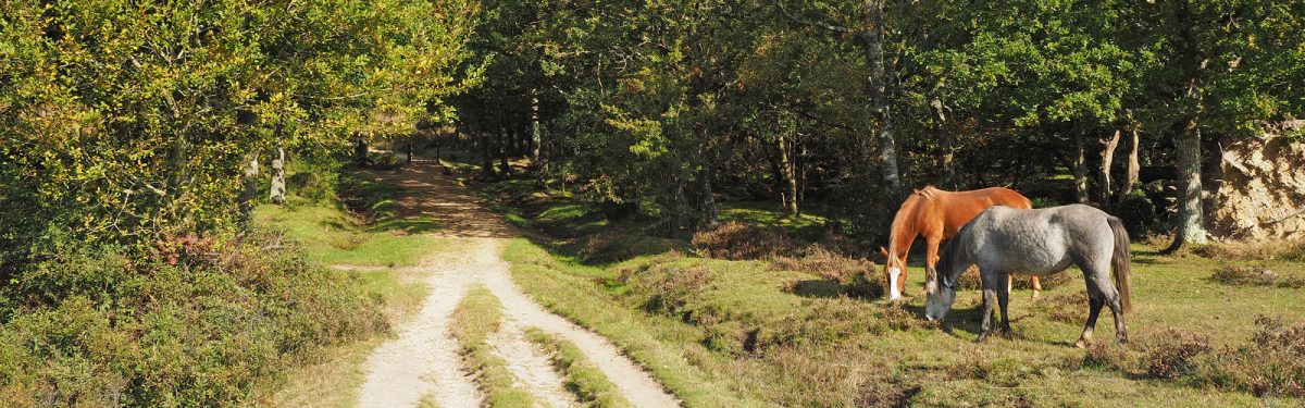 Clumber Inclosure