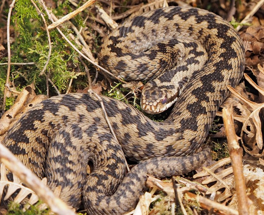 adder