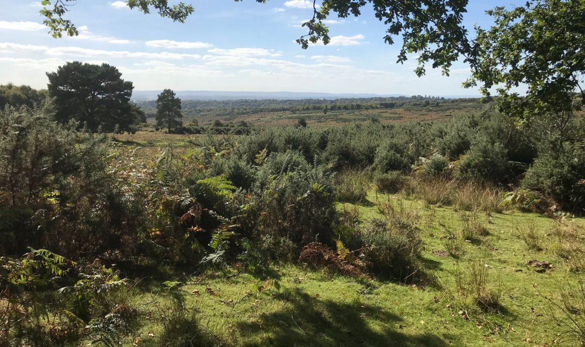Ashdown Forest