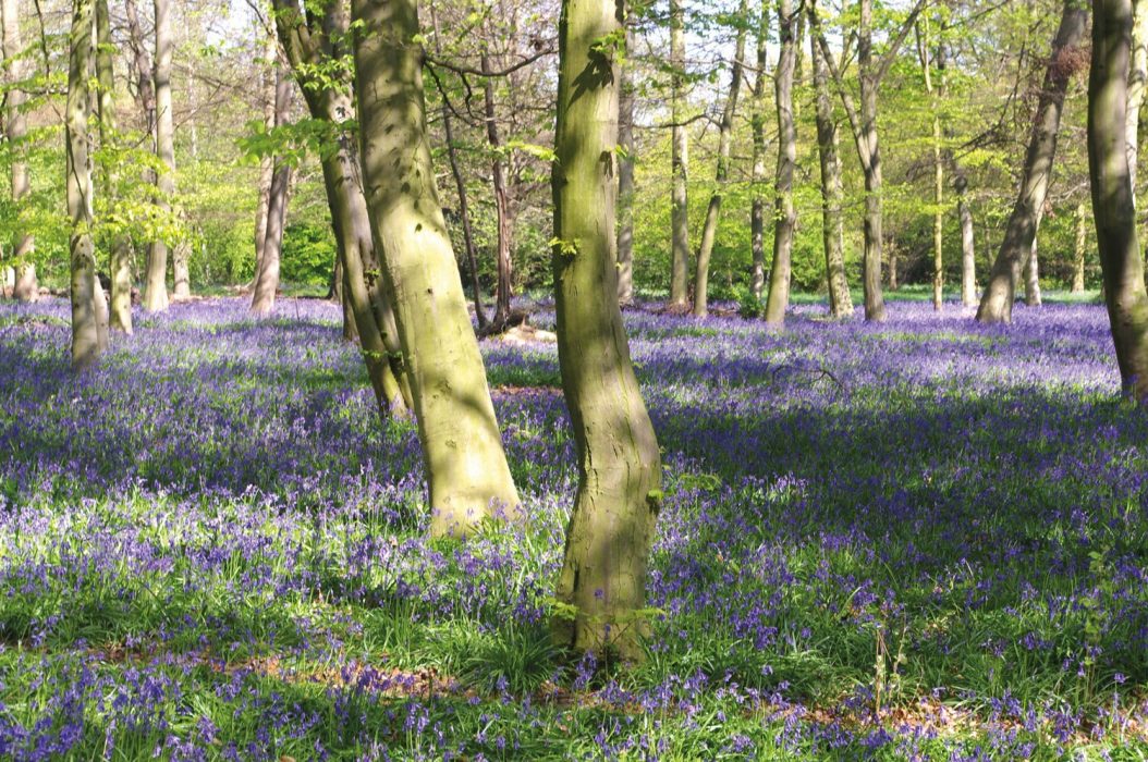 bluebells in Chalet Wood
