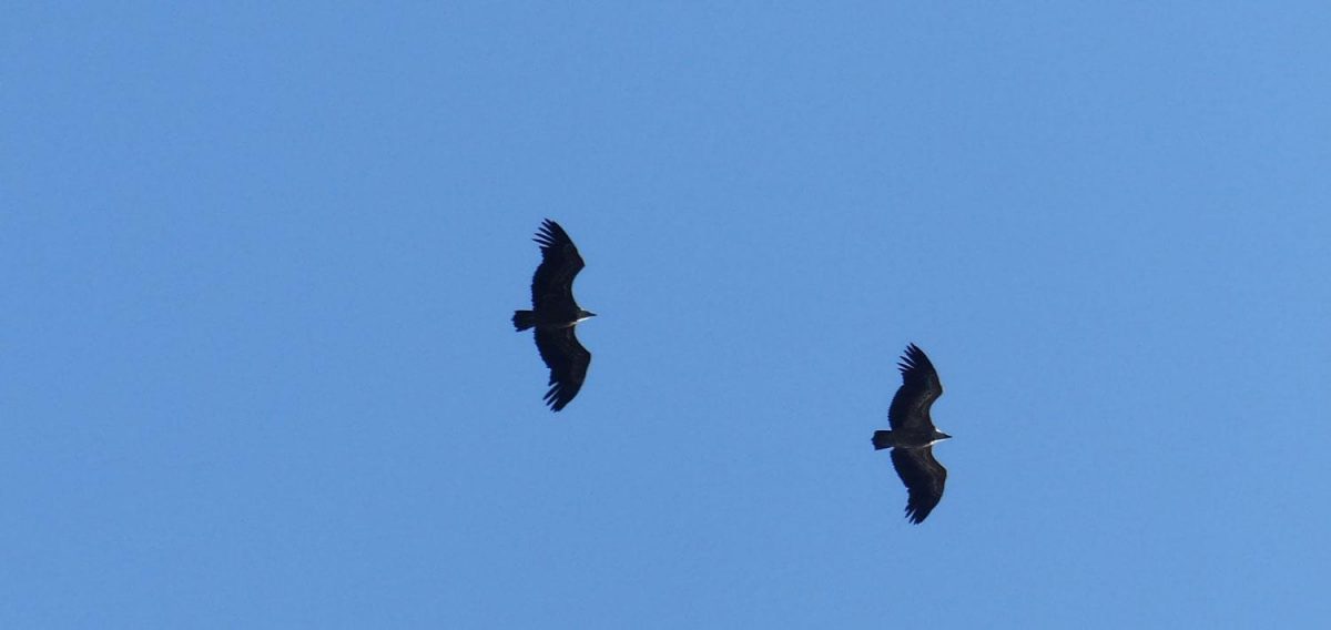 griffon vultures