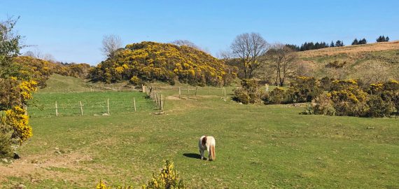 Gorse busheslg
