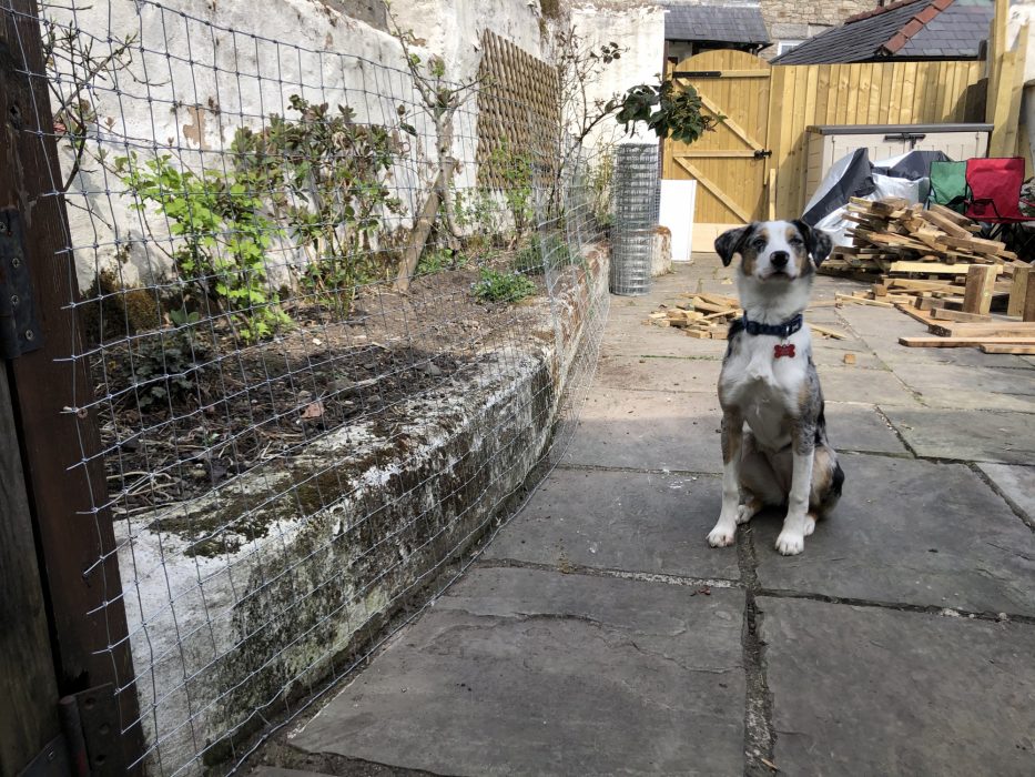 Tryfan in the back yard