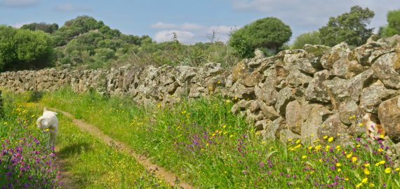 A track in Extremadura