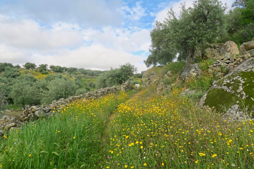 A footpath through flowers in Extremadura