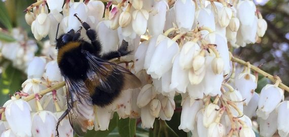 Bumble bee